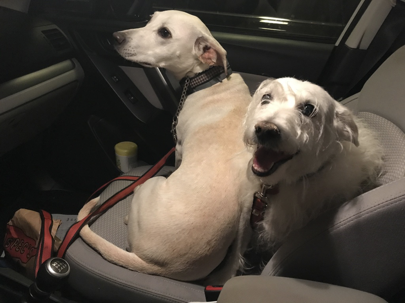 Doggos went to the liquor store with me. Monster thinks some of it is for him. He is wrong.